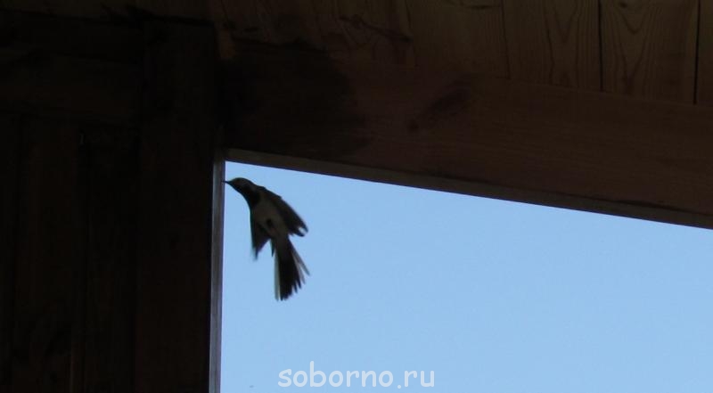 Пернатые соседи дикие - 1 130.jpg