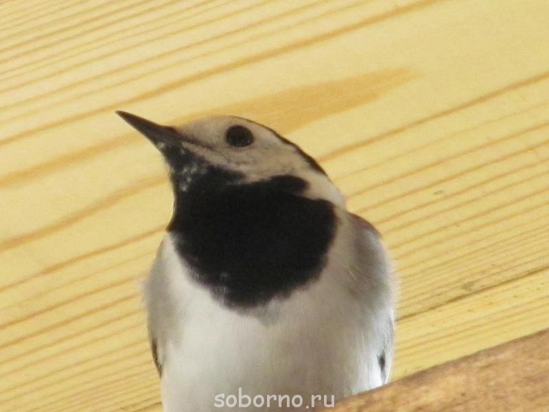 Пернатые соседи дикие - 1 148.jpg