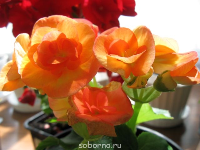 Домашние любимцы комнатные цветы  - IMG_8806.jpg