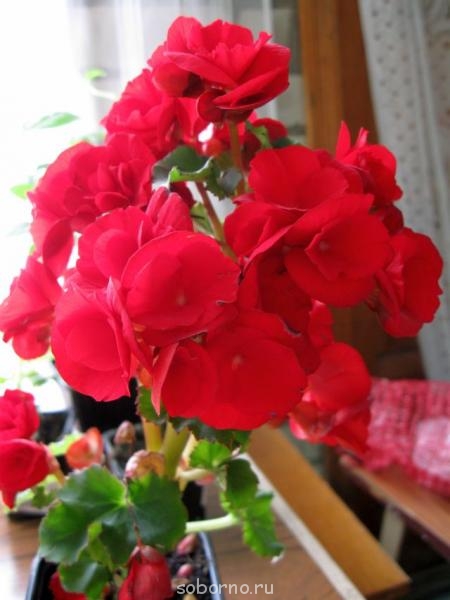 Домашние любимцы комнатные цветы  - IMG_8807.jpg