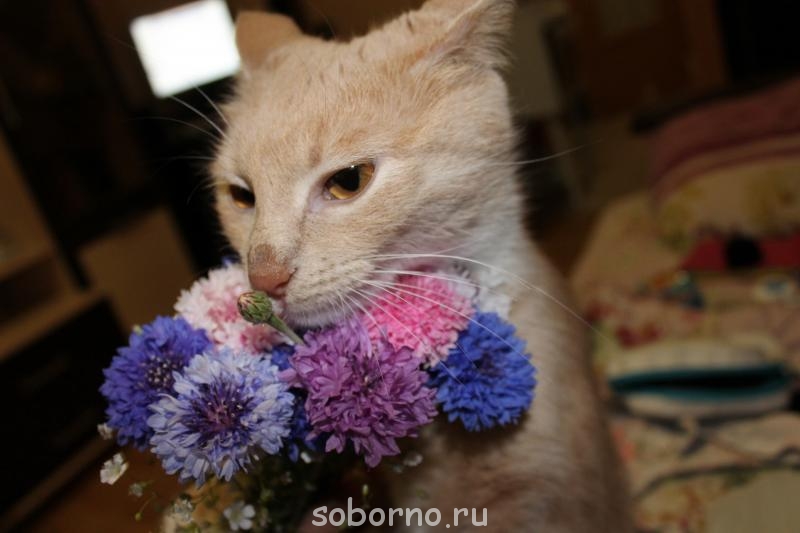 Кошки - очарование МОЁ - IMG_2069.JPG