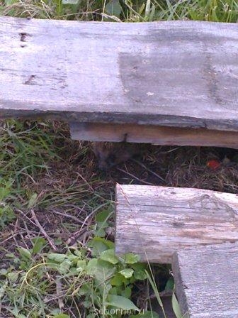 Рога и копыта, весёлая ЗоОфЛуДиЛьНя - Фото0840.jpg