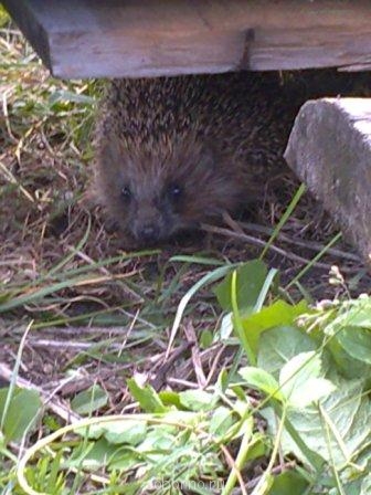 Рога и копыта, весёлая ЗоОфЛуДиЛьНя - Фото0841.jpg