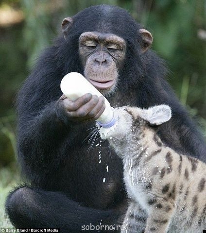 Рога и копыта, весёлая ЗоОфЛуДиЛьНя - getImage (2).jpg