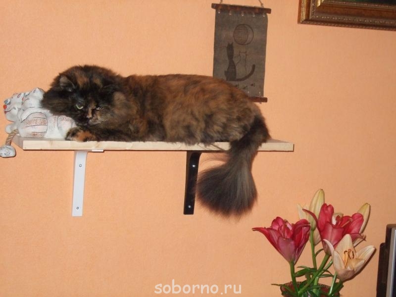 Кошки - очарование МОЁ - шу2.jpg