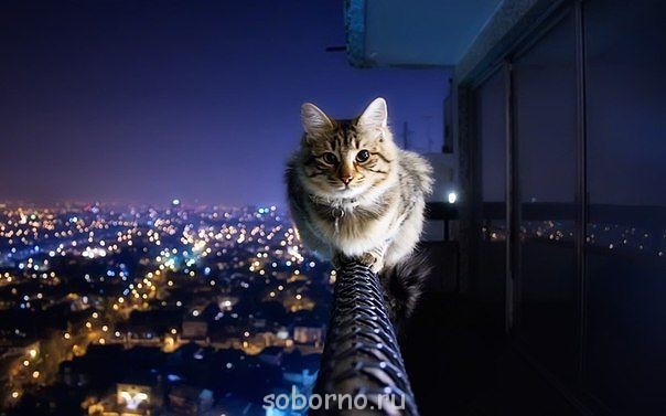 Они такие забавные смешные фото и видео  - koshka.jpg