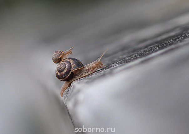 Они такие забавные смешные фото и видео  - ulitka.jpg