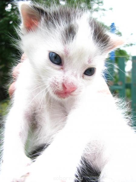 Кошки - очарование МОЁ - IMG_2602.JPG