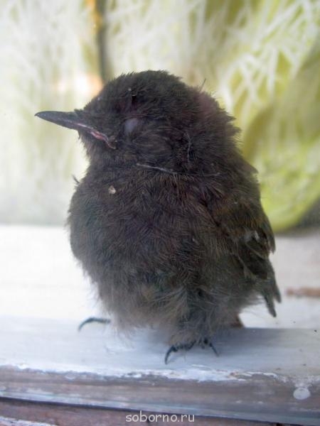 Пернатые соседи дикие - IMG_9397.jpg