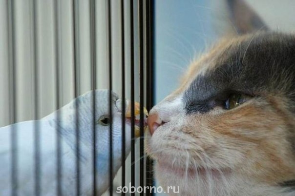 Они такие забавные смешные фото и видео  - rI2XDDt_qos.jpg