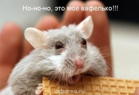 Они такие забавные смешные фото и видео - dRWwA0nzFAc.jpg