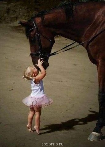 Лошади - getImage (1).jpg