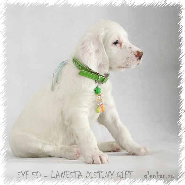 Наши верные друзья - собаки - syf50.jpg