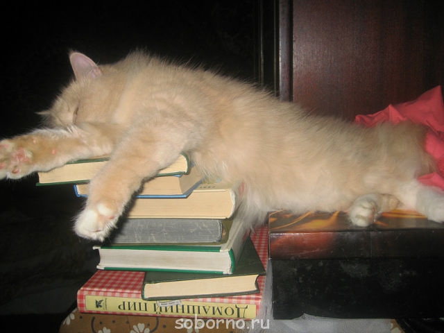 Они такие забавные смешные фото и видео  - getImage.jpg