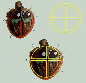 Богословские вопросы - Сердце.jpg