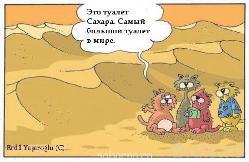 Кошки - очарование МОЁ - 2KRgfIgfvO.jpg