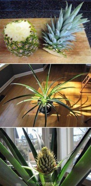 Просто интересное - 576139_269709073131266_825521993_n[1].jpg