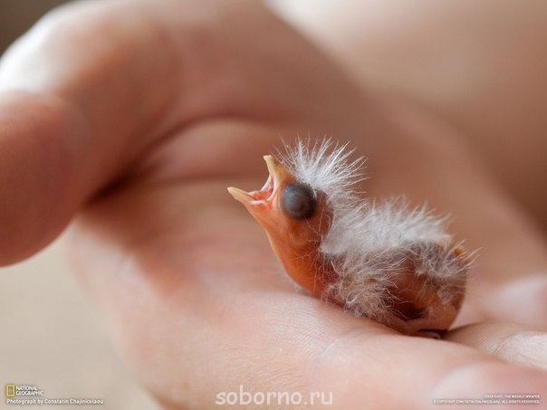 Мой пернатый друг домашние птицы - XLSd1eq_DGw.jpg