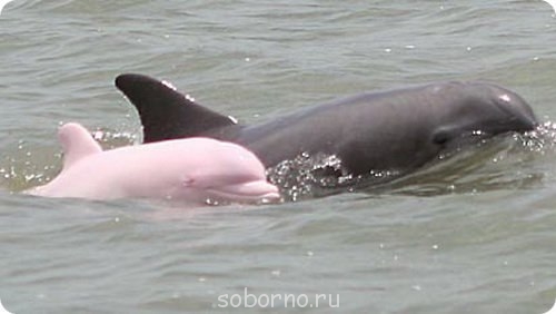 Дельфины - u8Z31y_VPd4.jpg