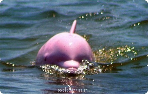 Дельфины - Kr12jfOk3lc.jpg