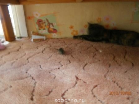 Кошки - очарование МОЁ - Кошка и мышка 1.jpg