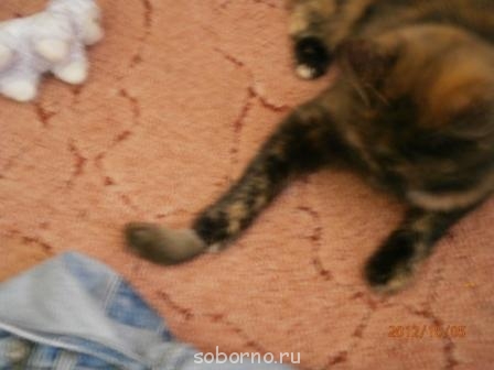 Кошки - очарование МОЁ - Кошка и мышка 3.jpg