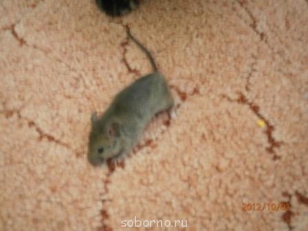 Кошки - очарование МОЁ - Кошка и мышка 4.jpg