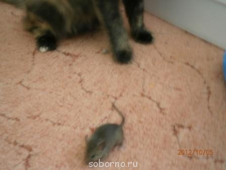 Кошки - очарование МОЁ - Кошка и мышка 5.jpg