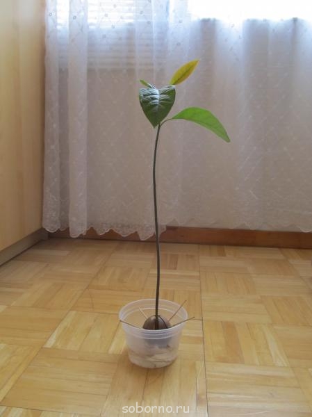 Просто интересное - IMG_4696.JPG