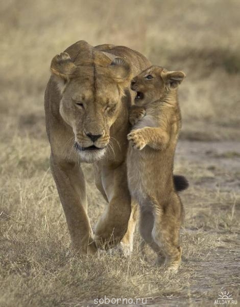 Они такие забавные смешные фото и видео  - 1337626298_33.jpg