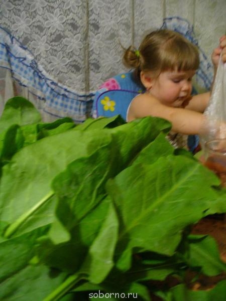 Наши работы в саду и в огороде - P1050781.JPG