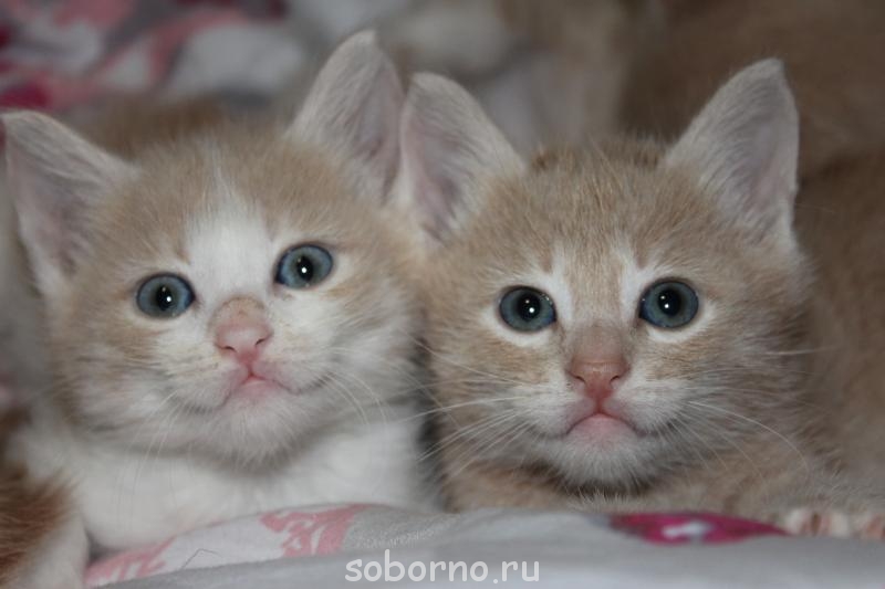 Кошки - очарование МОЁ - IMG_5901.JPG