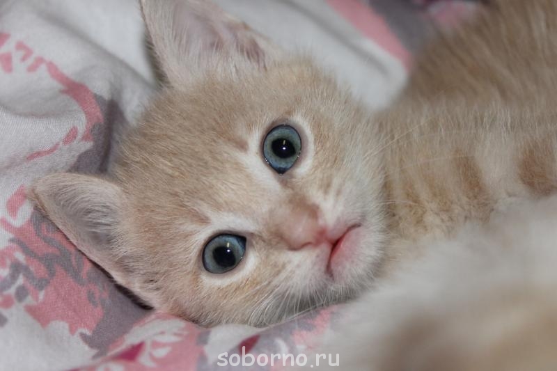 Кошки - очарование МОЁ - IMG_5918.JPG