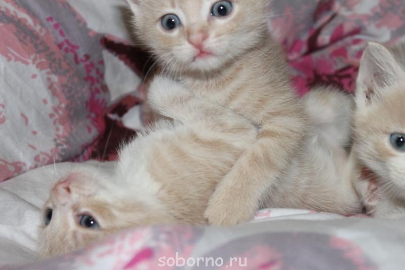 Кошки - очарование МОЁ - IMG_5893.JPG