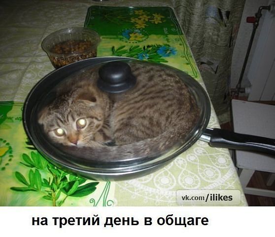 Они такие забавные смешные фото и видео  - Кот в сковородке.jpeg