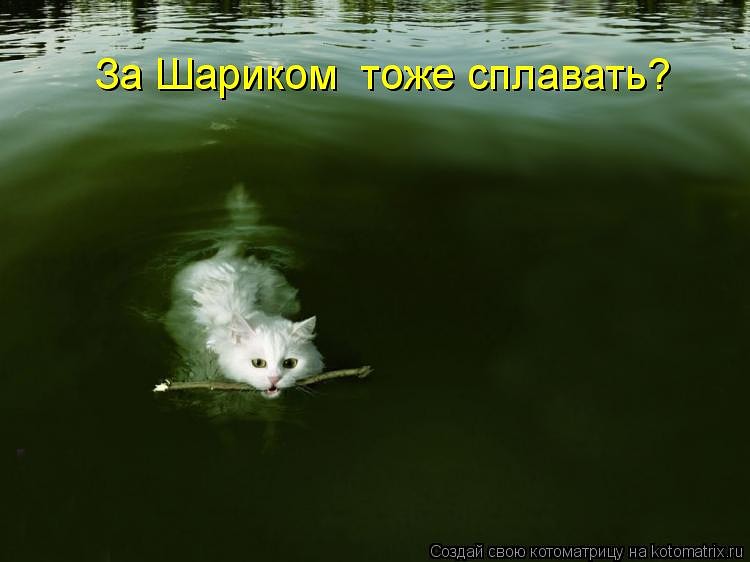 Они такие забавные смешные фото и видео  - апорт.jpeg