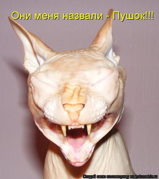 Они такие забавные смешные фото и видео  - пушок.jpeg