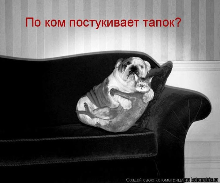 Они такие забавные смешные фото и видео  - тапок.jpeg