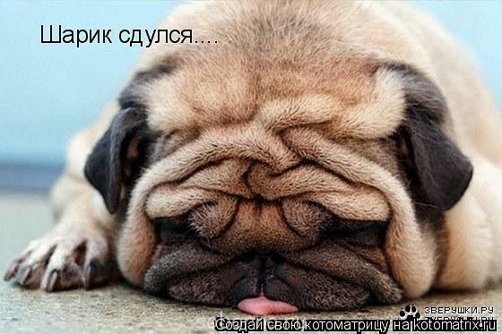 Они такие забавные смешные фото и видео  - шарик.jpg