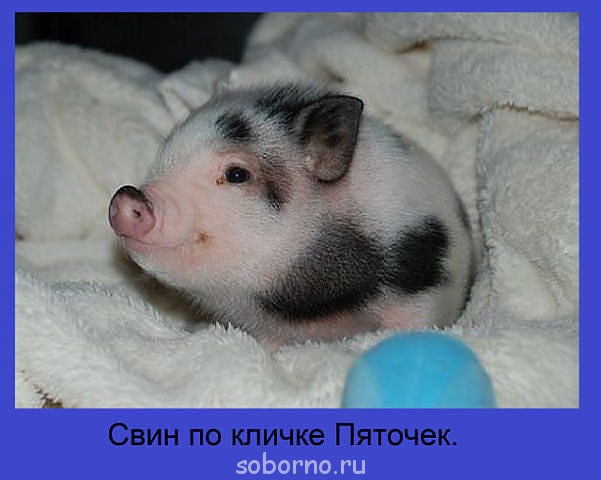 Рога и копыта, весёлая ЗоОфЛуДиЛьНя  - getImage.jpg