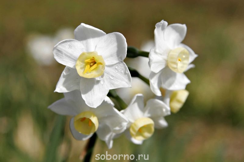 Каждая погода - благодать... - flowers_wikimedia_0034_big.jpg