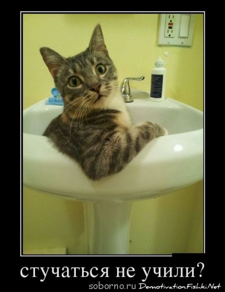 Они такие забавные смешные фото и видео  - d2f5f97edb6668bb6476fa7bc18e4.jpg