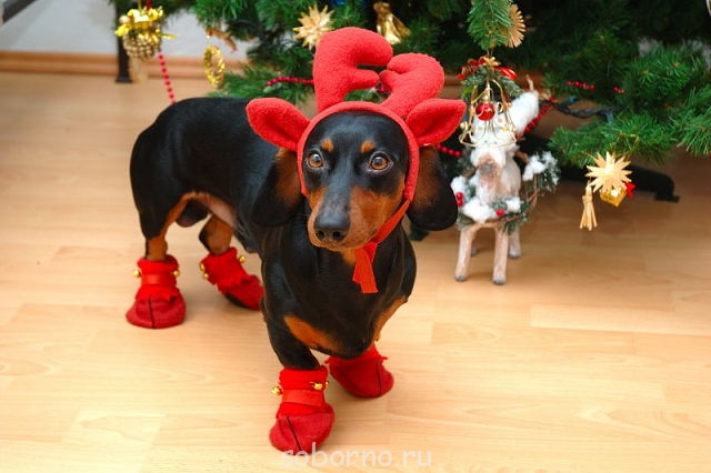 Они такие забавные смешные фото и видео  - Филька.jpg