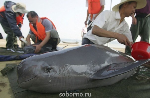 Дельфины - dEAjlMQj5Q0.jpg