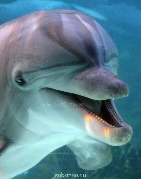 Дельфины - EUojpQBYi3I.jpg
