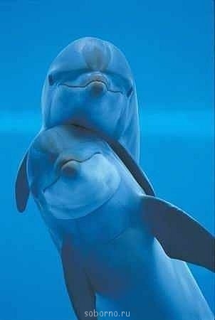 Дельфины - pVRsMTiOY5c.jpg