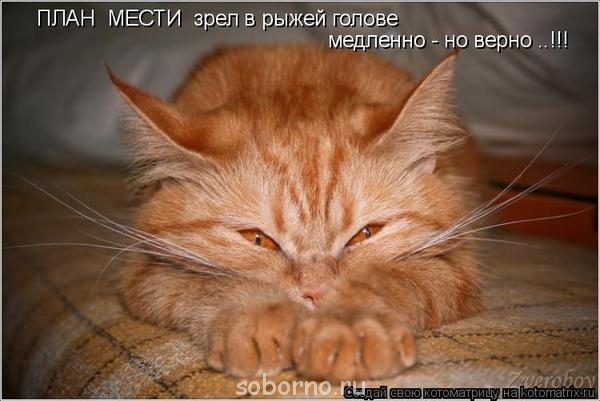 Они такие забавные смешные фото и видео  - t976ud6u576u3yt5.jpg