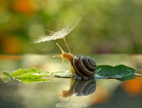 Они такие забавные смешные фото и видео  - 39EHPPY192w[1].jpg