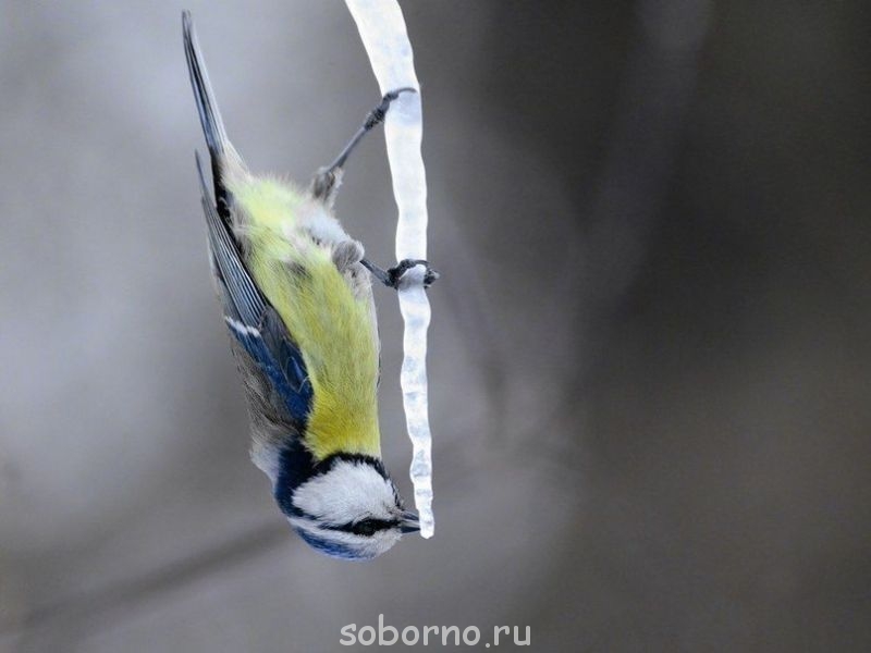 Они такие забавные смешные фото и видео  - 9yctaQDMFWM[1].jpg