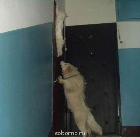 Рога и копыта, весёлая ЗоОфЛуДиЛьНя  - tvD_OJnZnvk[1].jpg